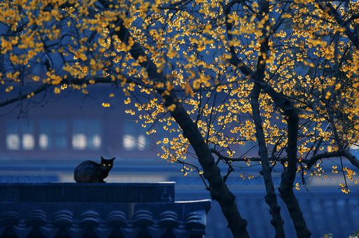 魅 沈铮泓（花开见佛）.jpg